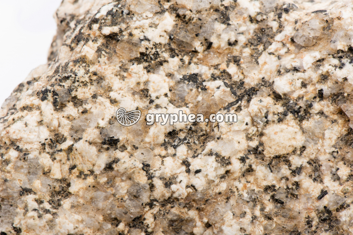 Granite altéré (détail x1) - gryphea.com